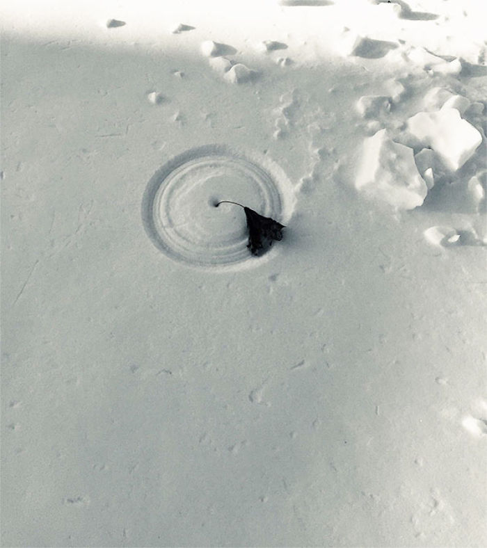 45张罕见的雪景照片：雪后的白菜地密集恐惧症慎入