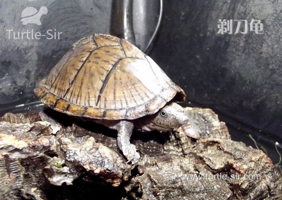 巴西龟的寿命巴西龟能活到多少岁呢