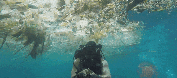 你对海洋了解吗？不要错过这个生物多样性环保创意大赛！
