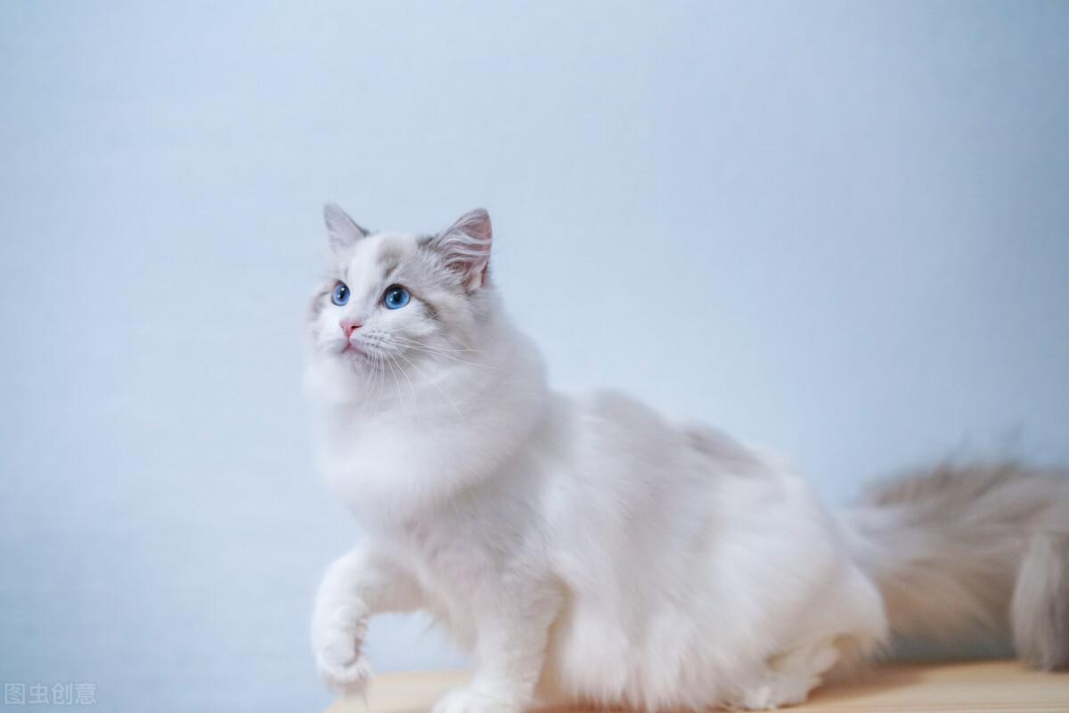 “脾气好到爆”的几种猫咪，最适合想养猫的你