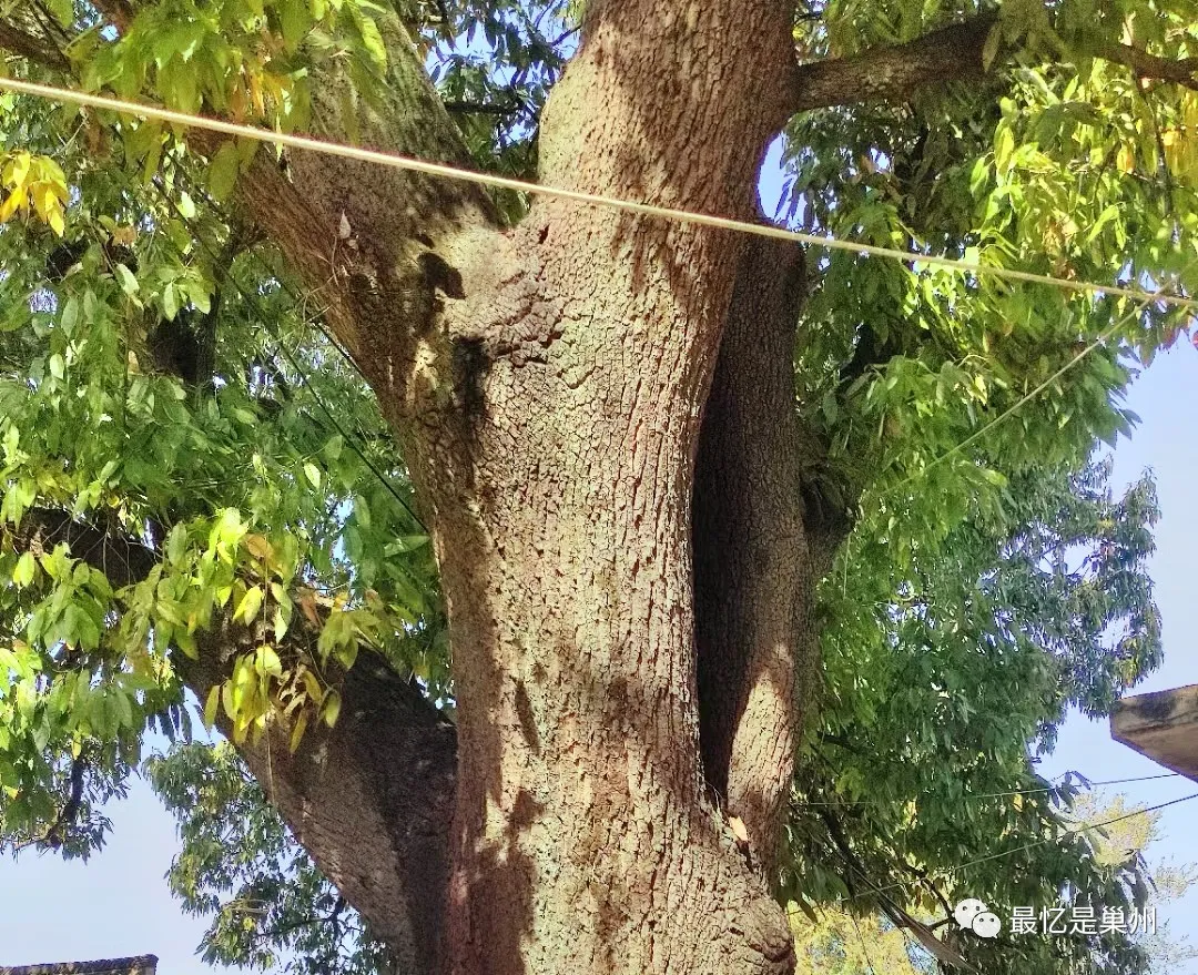 巢湖行纪：关于鸡鱼河河名的传说和猜想
