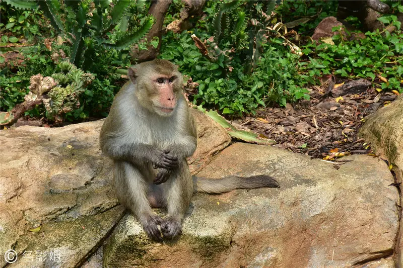 长隆欢乐世界旅游攻略景点必去（三天三夜欢乐长隆之旅）