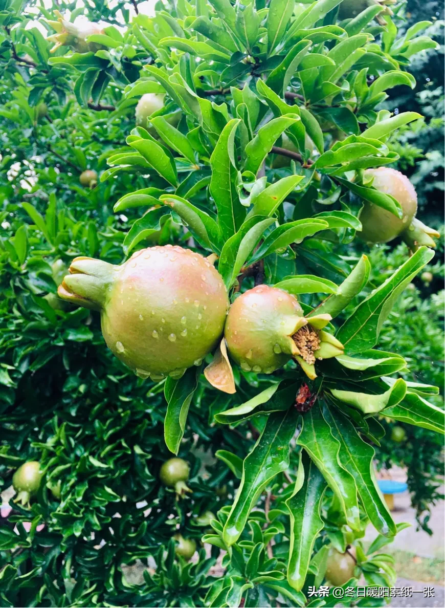 春天雨后的石榴优美句子