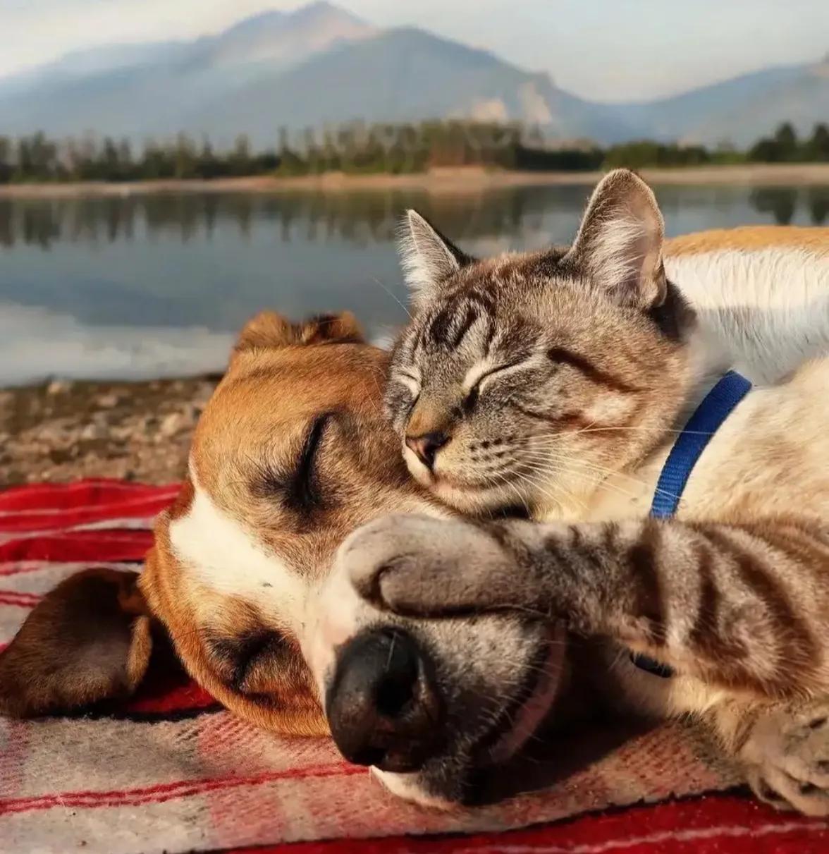 猫和狗的爱情故事200字 _飞翔号