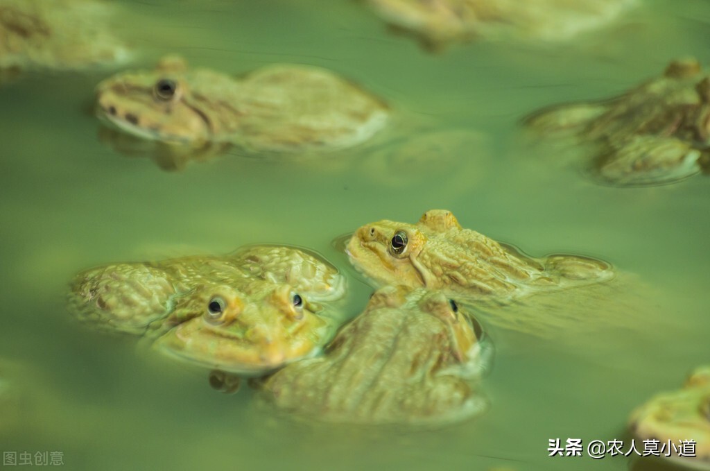 蟾蜍有毒嗎,蟾蜍有毒嗎人摸了會怎么樣