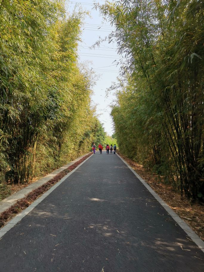 浓烈芬芳  春风十里赏花路  徜徉在广州海珠湿地的花海之中