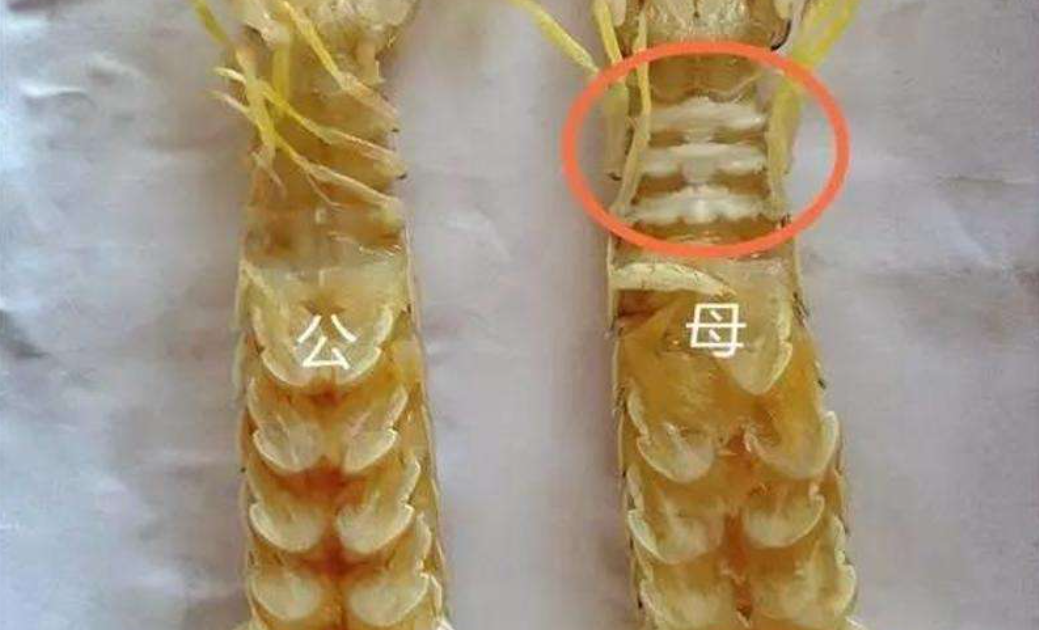 怎么区分皮皮虾的公母