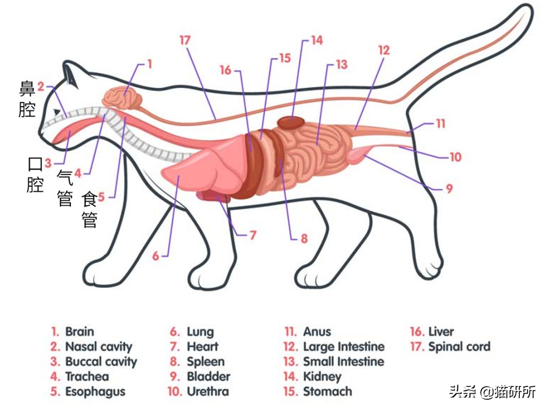 20个信号判断猫咪是否吞食异物，吞食后被卡住怎么办？