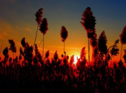 叛逆少年所反抗的是家庭吗？更多的是阴暗的学校与社会