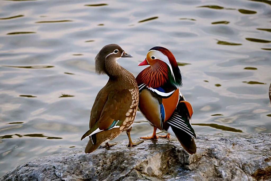 杭州男子买鸳鸯却养成了鸭子,店主:这是鸳鸯鸭!两者有什么不同