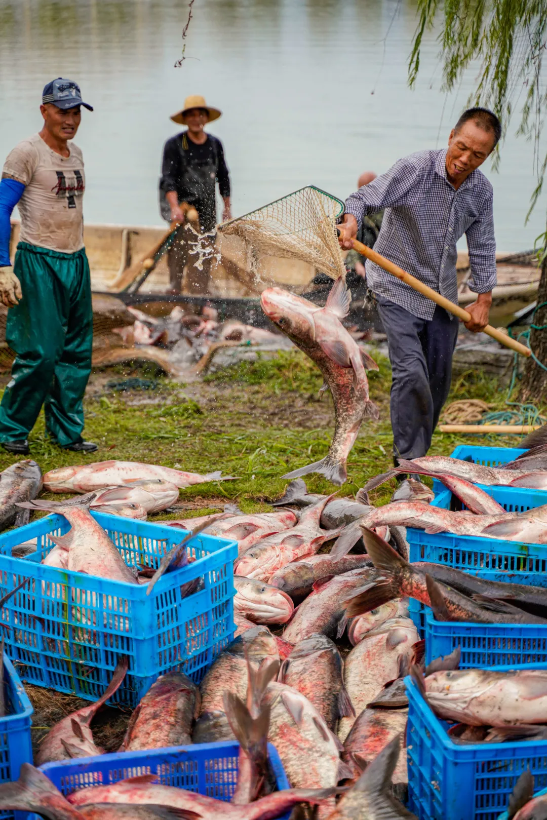 金职喊你免费吃鱼啦