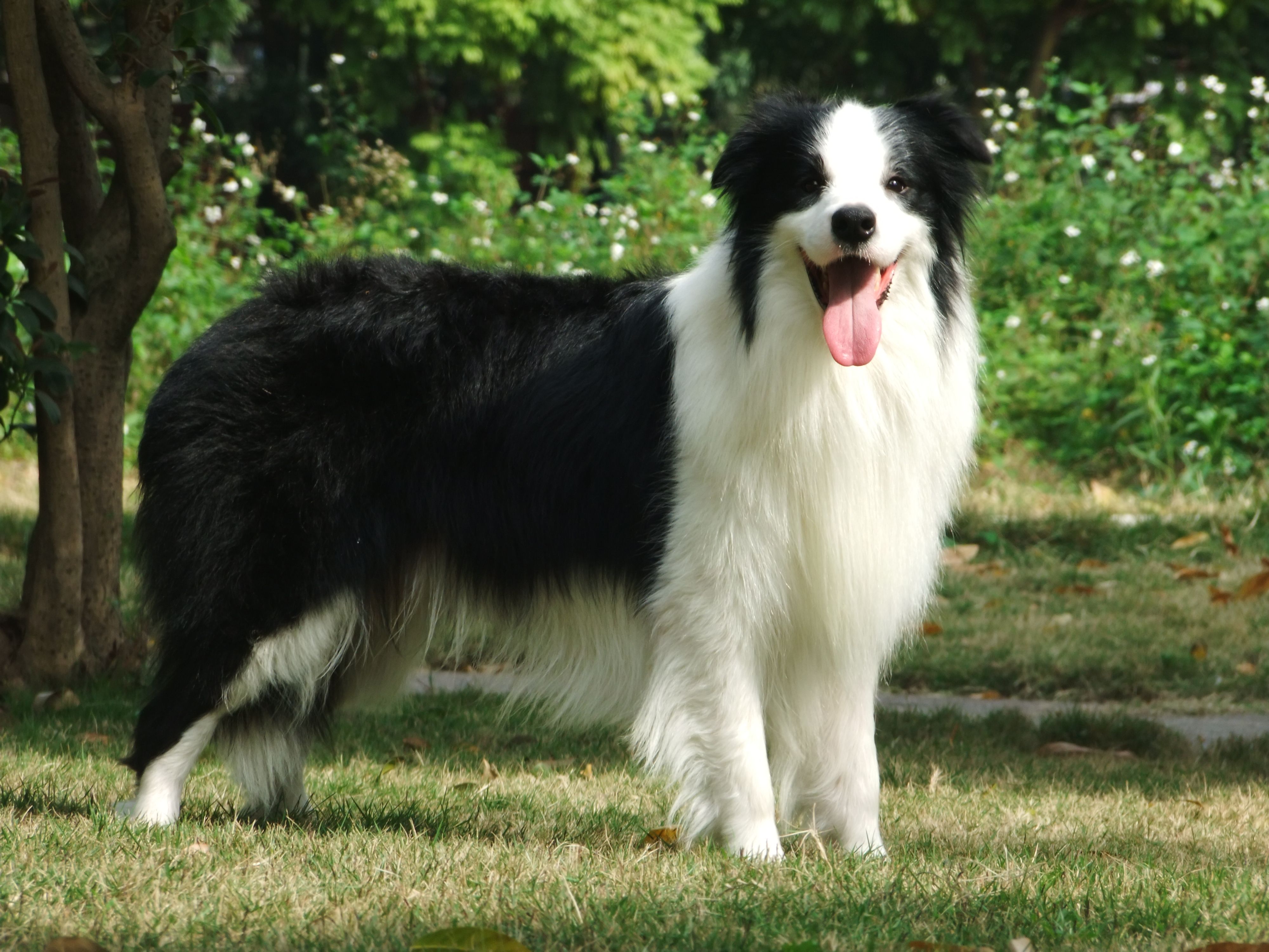 "穷养"边牧犬指南