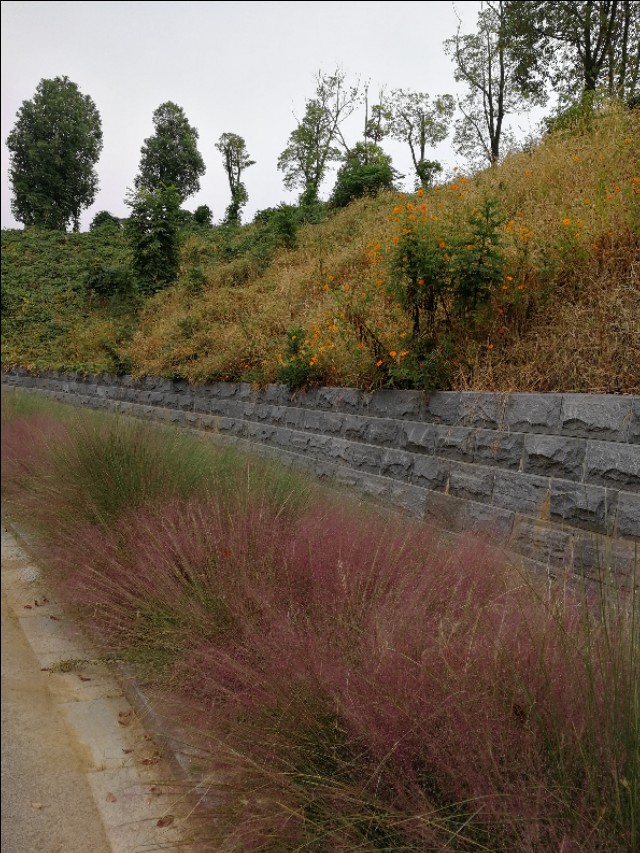 这里不仅有大树、高楼，更有大师——带你参观南京大学仙林校区