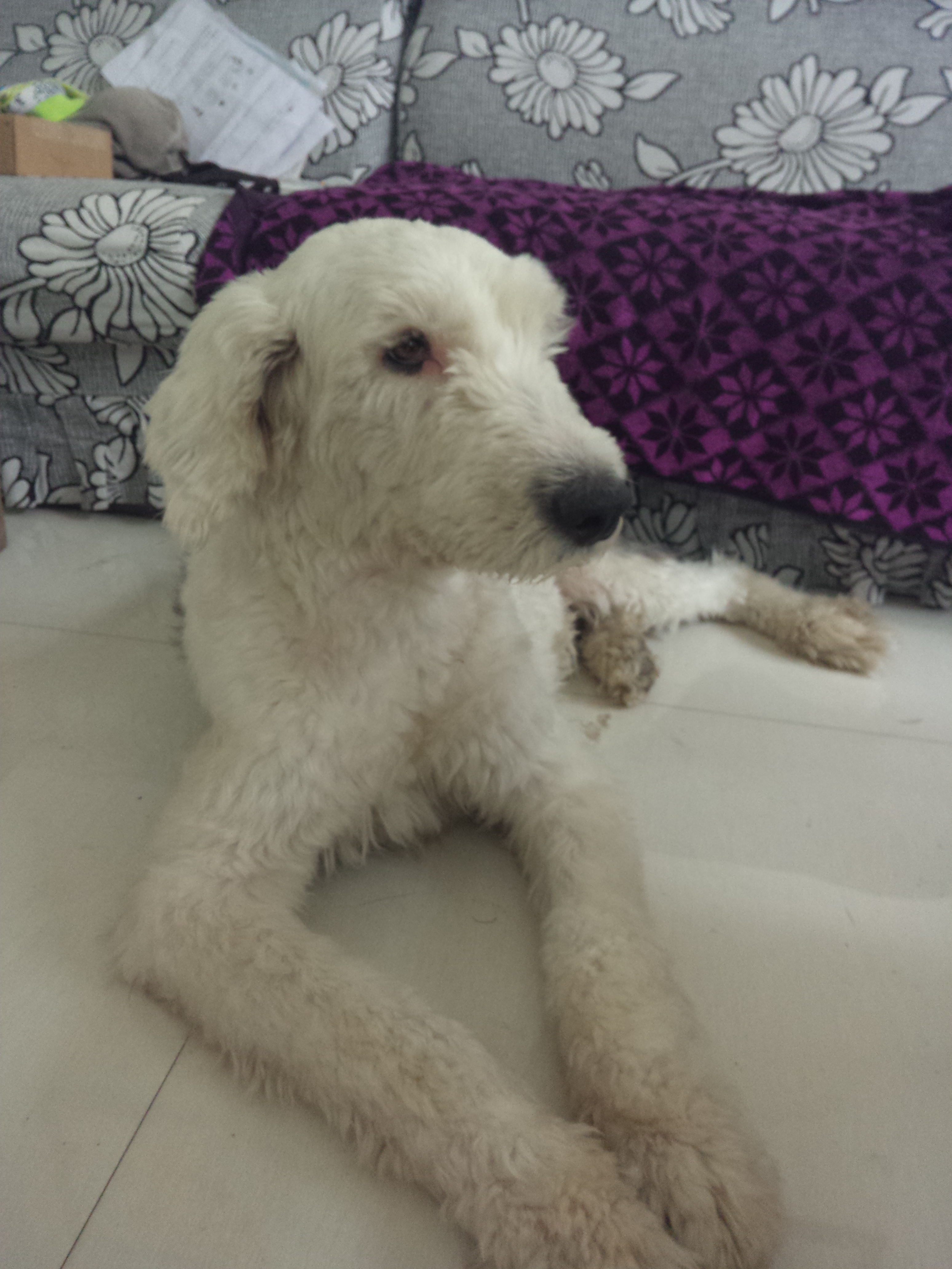 没钱没能力的时候，请不要养古代牧羊犬