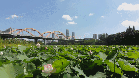 深圳十大免费特色的湖泊公园
