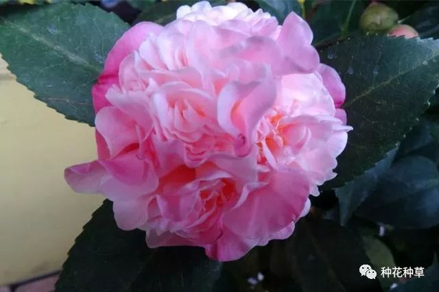 山茶花既耐低温又好看 一起看看常见种类有哪些 要怎么种植 烈香茶花 佳辰