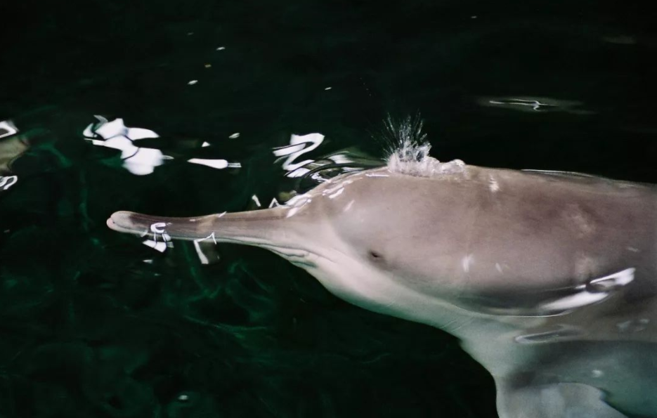 他们有几十名学者,一起在长江干流进行了一次"长江淡水豚类"考察活动