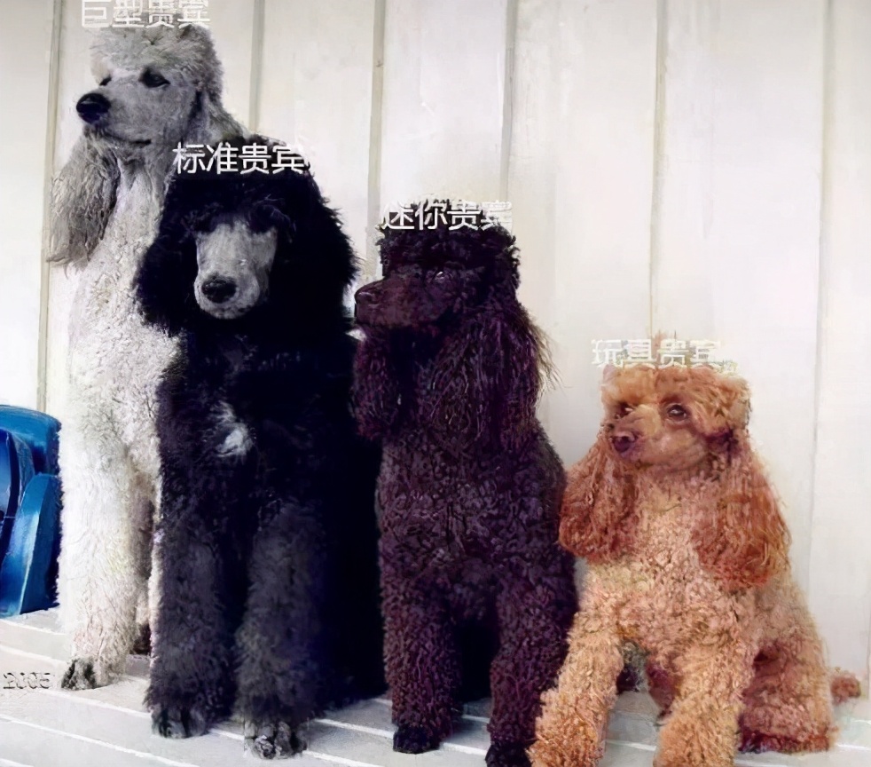 关于泰迪犬"鲜为人知"的几个秘密,养狗十年也未必知道