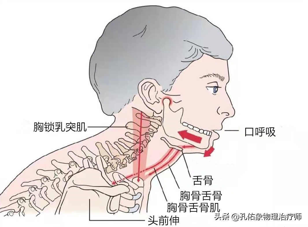 肩膀及肩胛骨内侧缘疼痛，是怎么回事？要如何治疗？请看此文