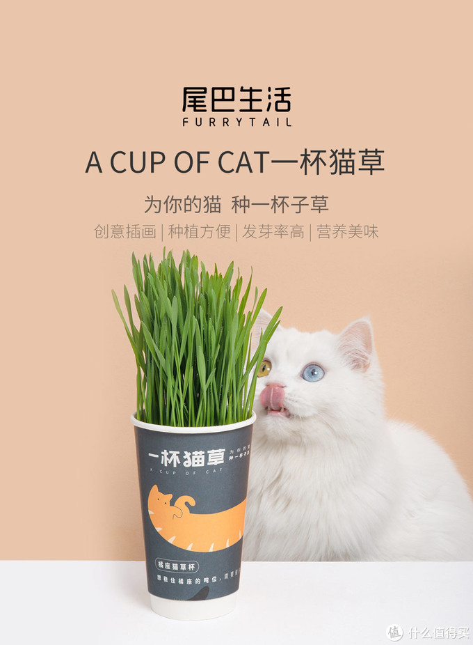 新手养猫指南——养猫一年我花了多少钱？看完我震惊了