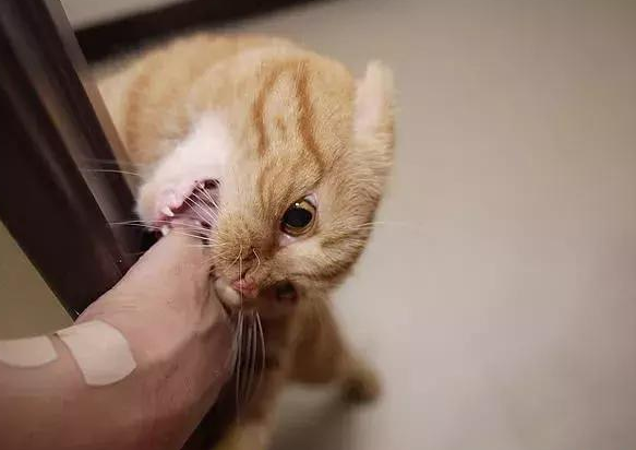 被猫抓咬后，要打狂犬疫苗吗?这篇文章，可以帮到你