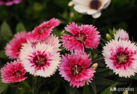 石竹花适合在室内养吗_石竹花怎么水养 - 云林新闻励志网