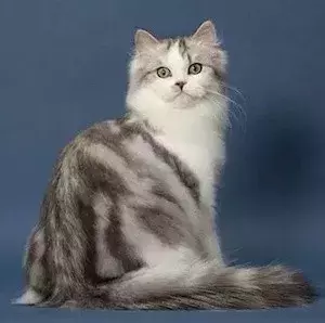 布偶猫价格那么贵合理吗?就算买得起也不一定适合养