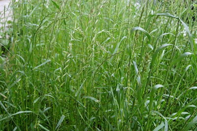 黑麦草的种植季节和种植方法（黑麦草的种植技巧分享）
