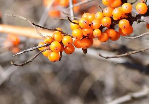 盘点36种野果大全,你能认出几种?
