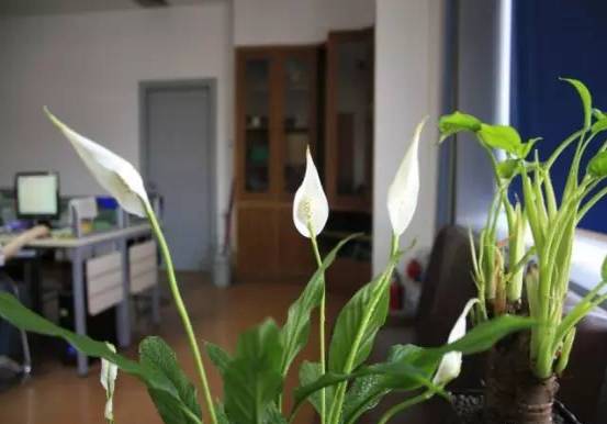 室内吸毒植物手册,选择对了才有效