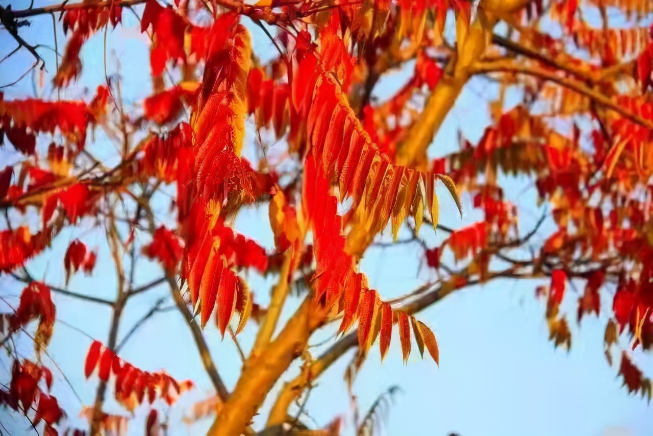 中国烹饪大师坐镇，拥有国内首创美食，沈阳这所高校火上“热搜”