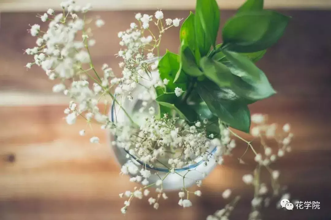 你真的了解满天星嘛？
