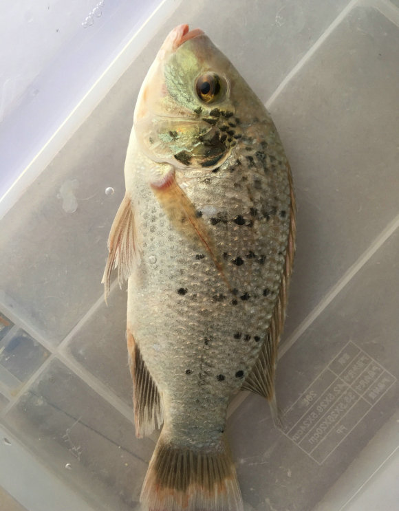 广东河道现花斑罗非鱼,肉质鲜美,数量越来越多