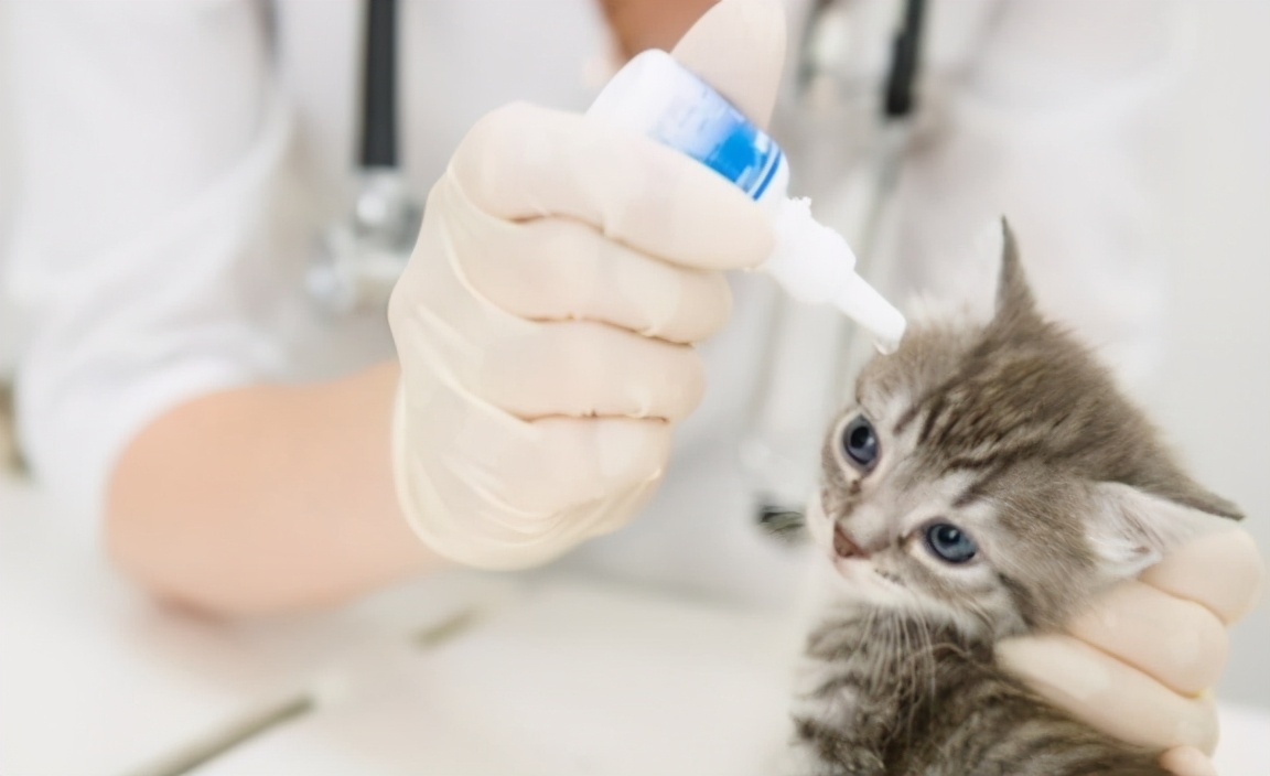 猫咪在什么情况下会流泪？猫咪流泪可能跟这6种情况有关
