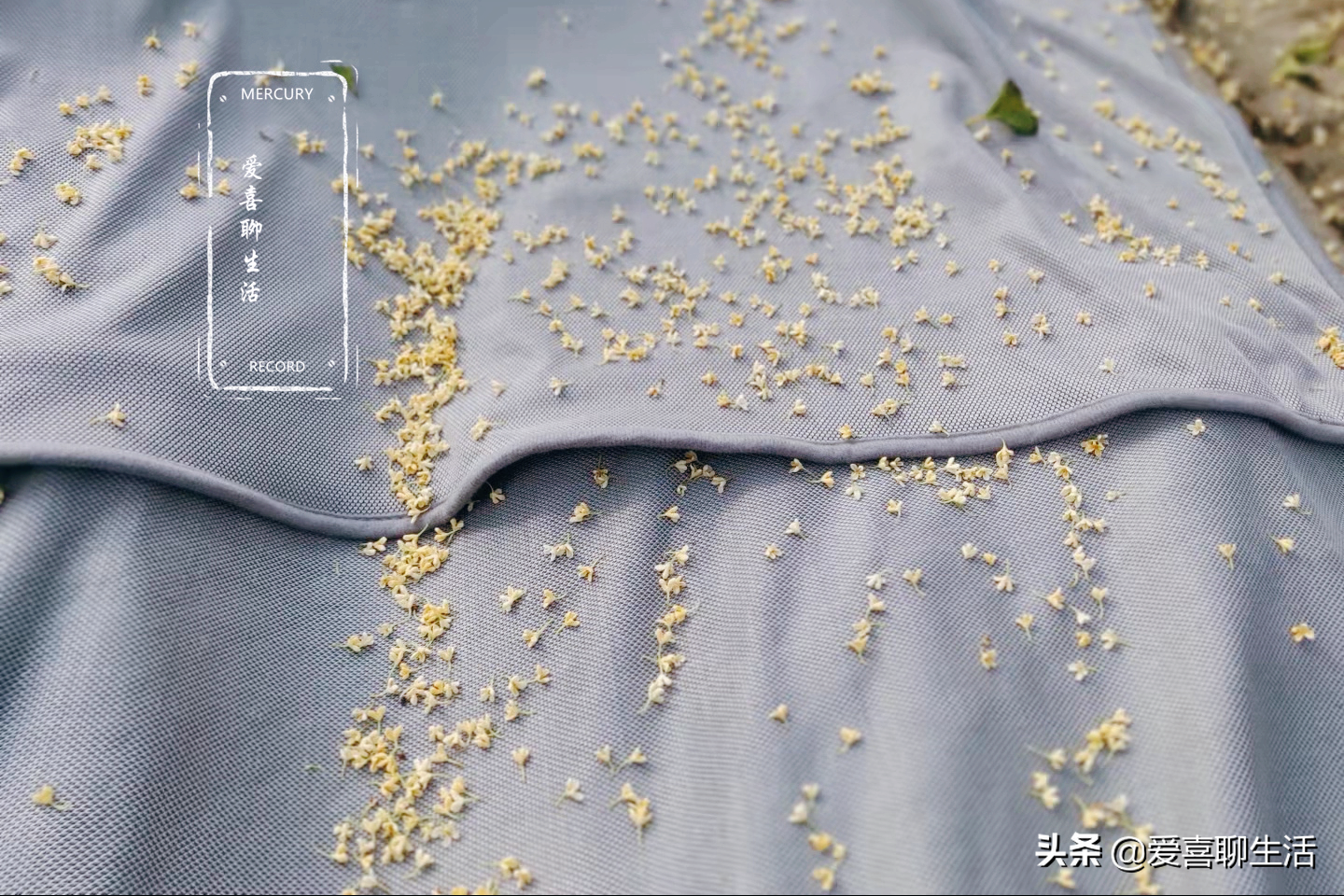 桂花蜜,桂花蜜 居無竹 dux