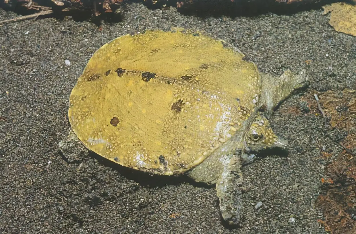 乌龟的种类图片及名称（乌龟的品种图片）