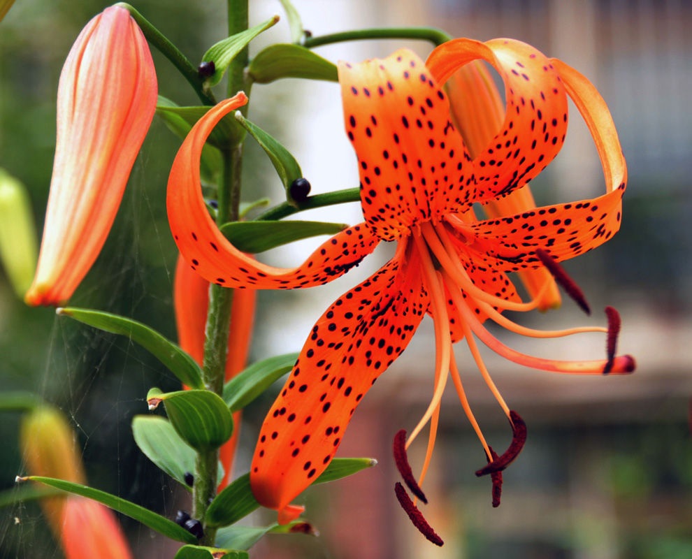 百合花的圖片,百合花的圖片大全 最美