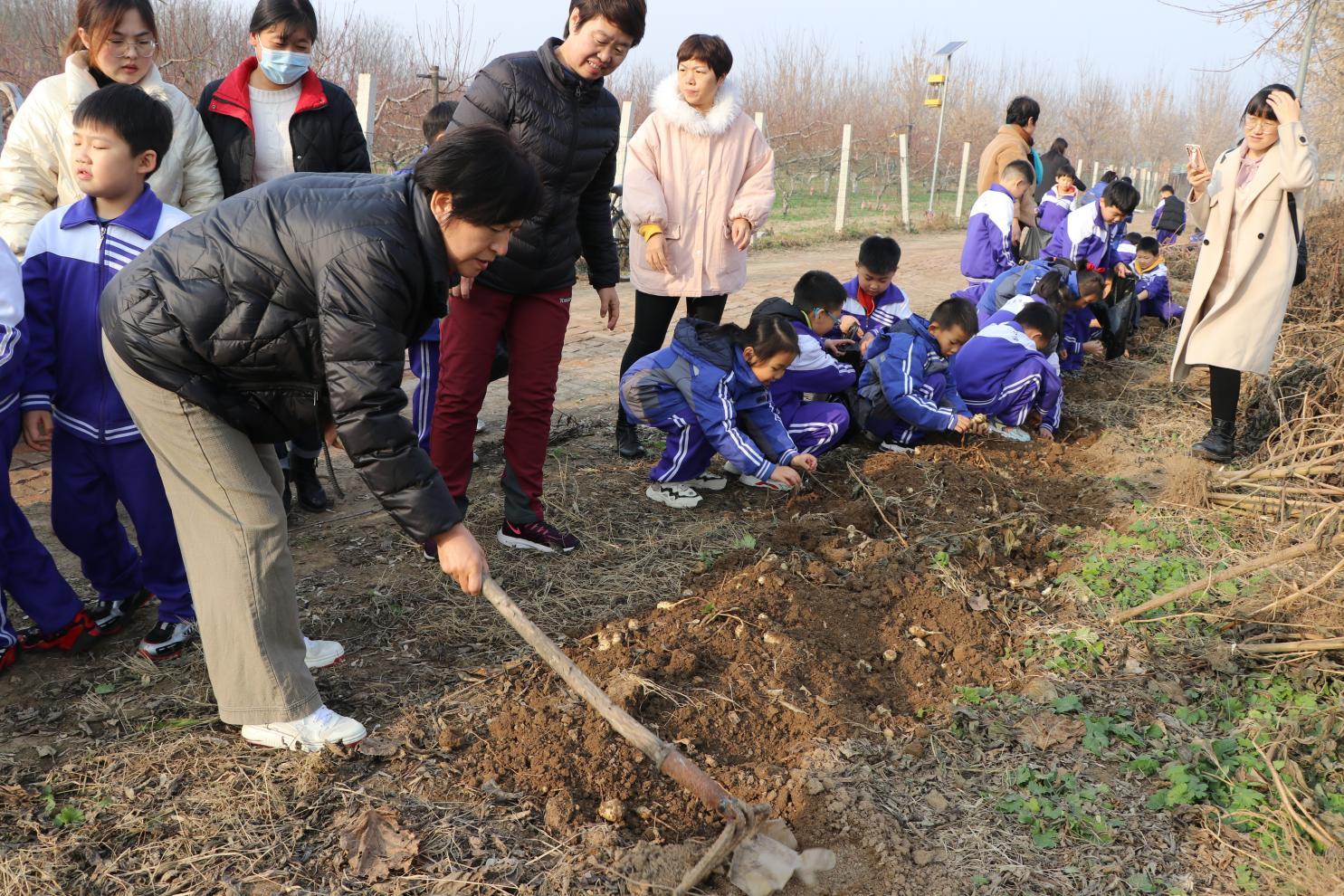 河间市曙光小学：劳动教育实践基地体悟(图5)