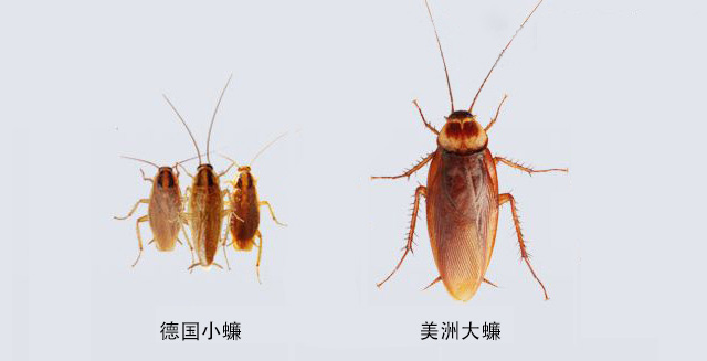 蟑螂種類(lèi)及如何消滅蟑螂？