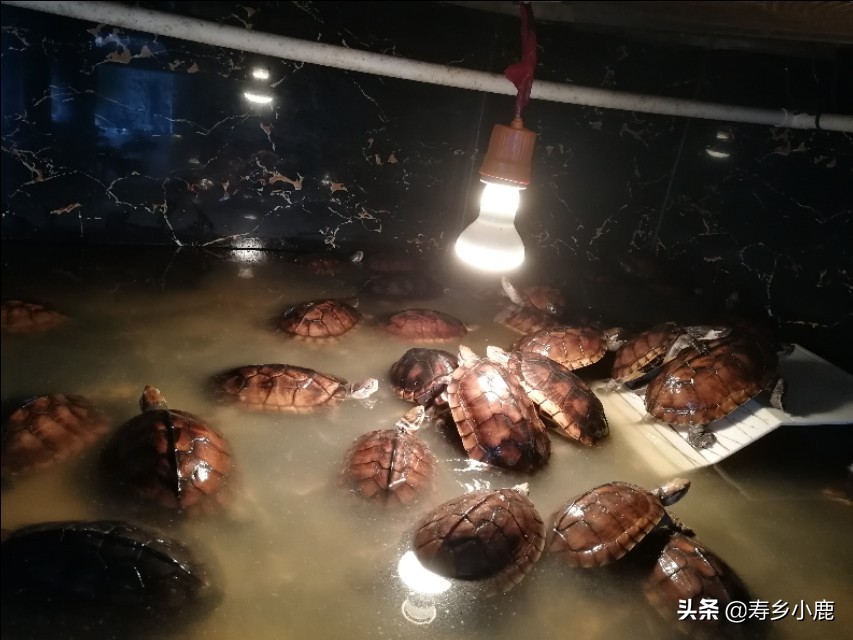 石金錢龜養(yǎng)殖,石金錢龜養(yǎng)殖基本方法