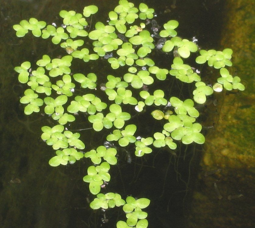 广西叫青萍;在天津,福建叫田萍;在天津,江西叫浮萍草;在江西叫水浮 