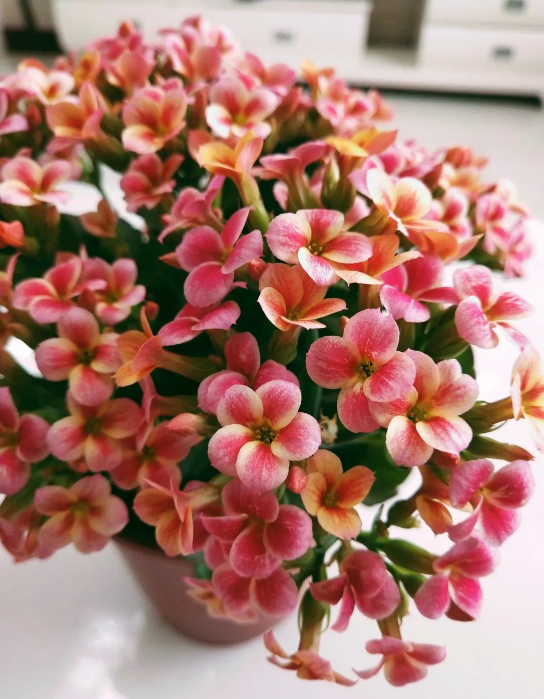 长寿花的颜色长寿花的颜色品种