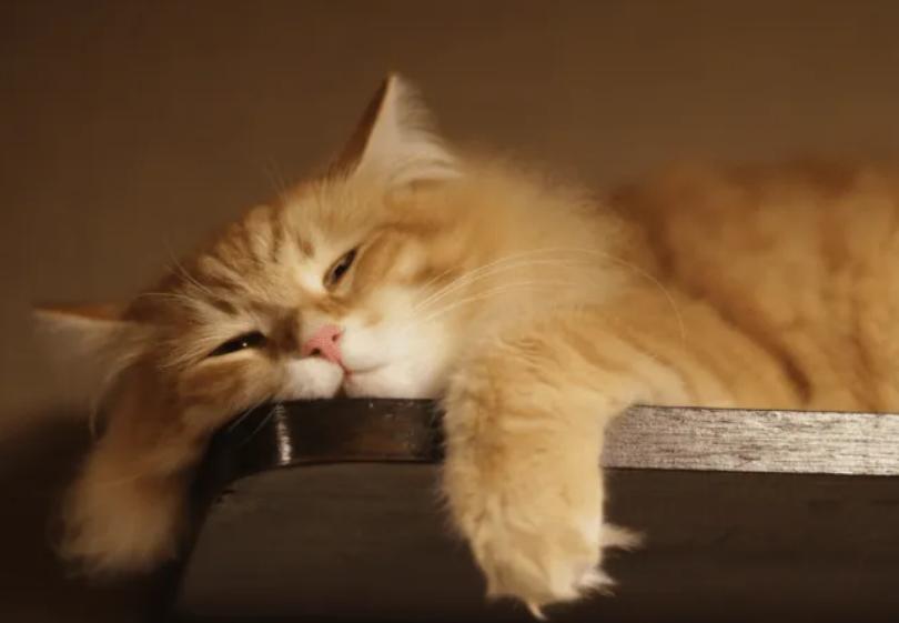猫吐猫粮是什么原因