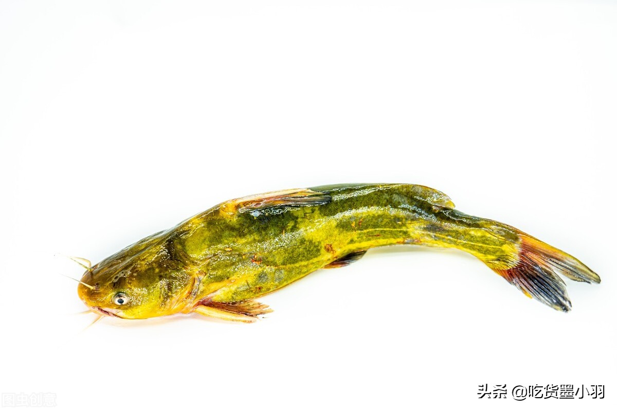 让孩子爱上鱼肉，肉质鲜嫩少刺的清蒸多宝鱼，这样做孩子特别爱吃
