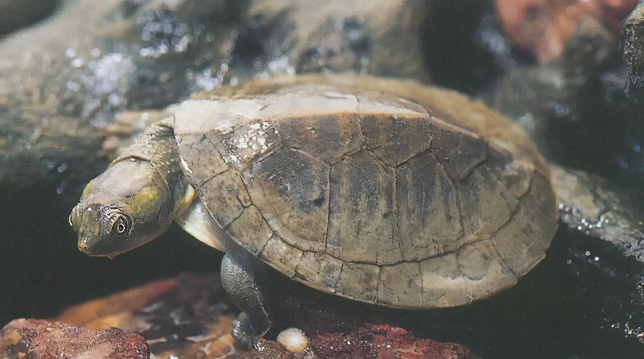 乌龟的种类图片及名称（乌龟的品种图片）