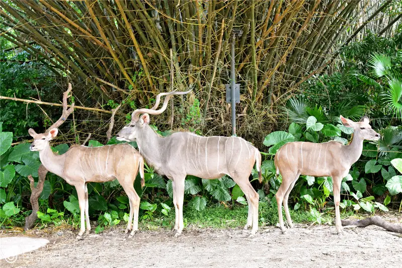 长隆欢乐世界旅游攻略景点必去（三天三夜欢乐长隆之旅）