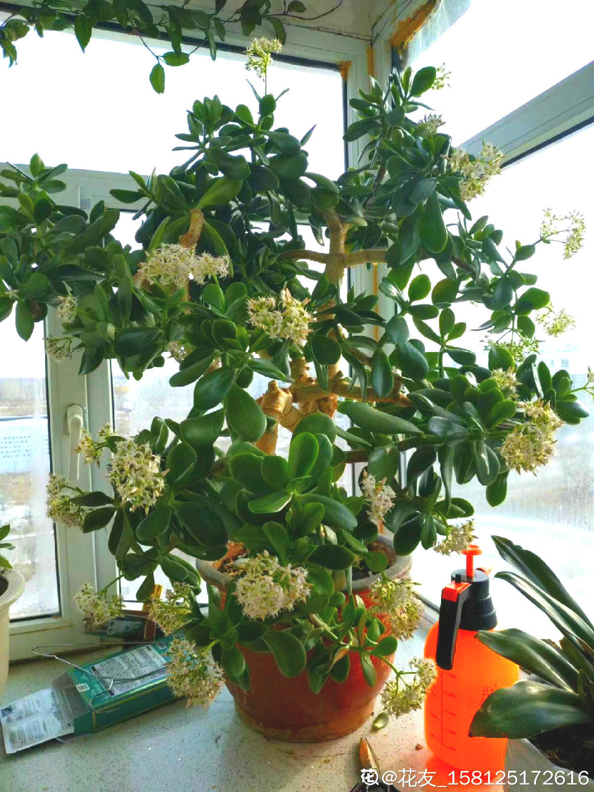 植物花语:燕子掌花语_达一风水网