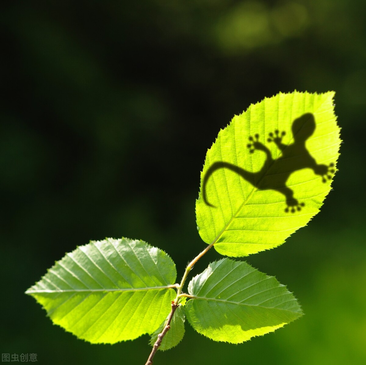 20摄影技巧(摄影技巧与构图)
