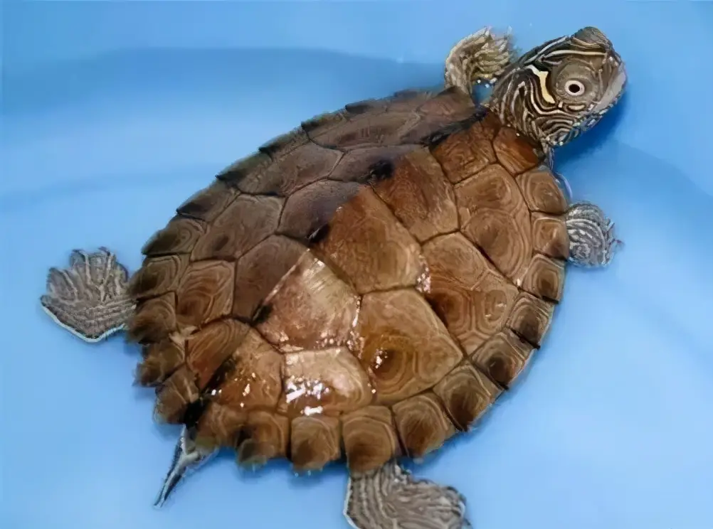 乌龟的种类图片及名称（乌龟的品种图片）