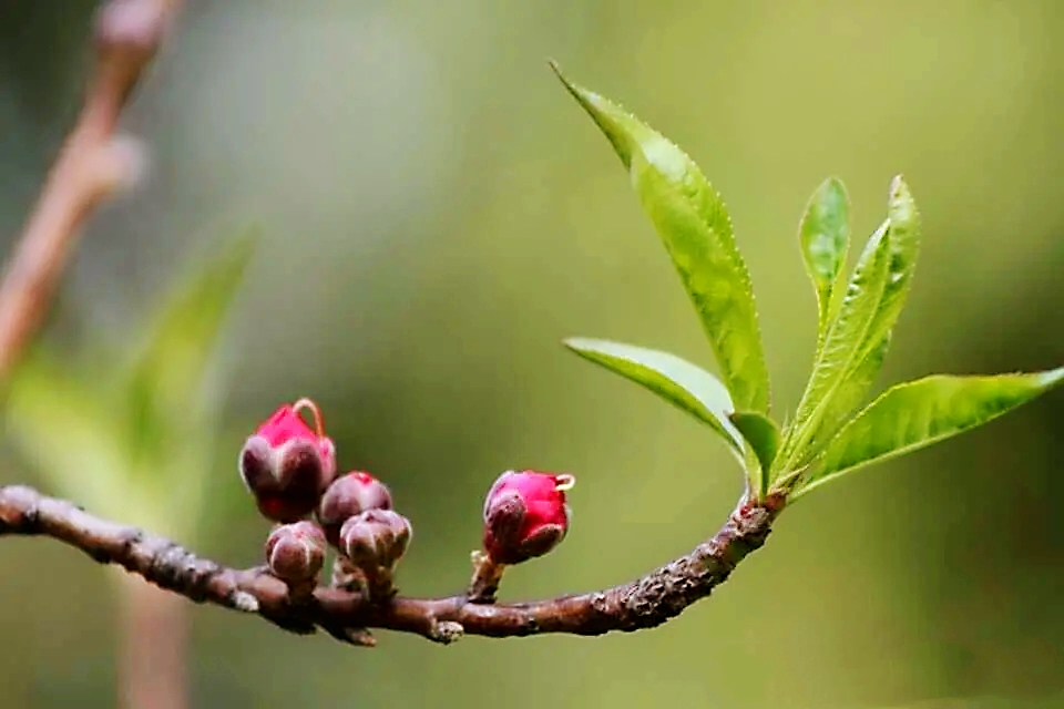 黄河之滨花相映，馨香三月尽芳菲。掬一捧春色，共赏春花烂漫！